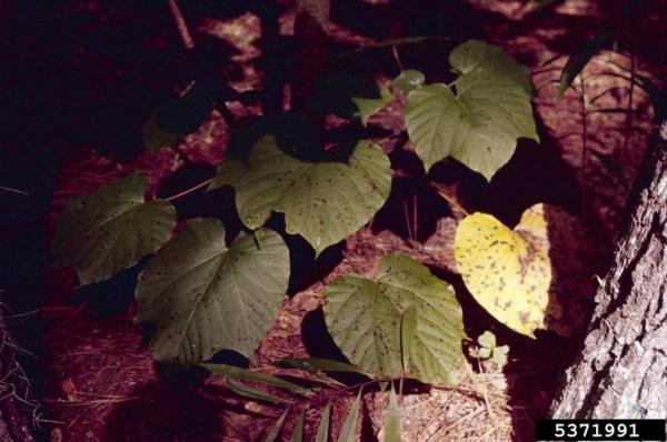 :-Botryosphaeria ribis