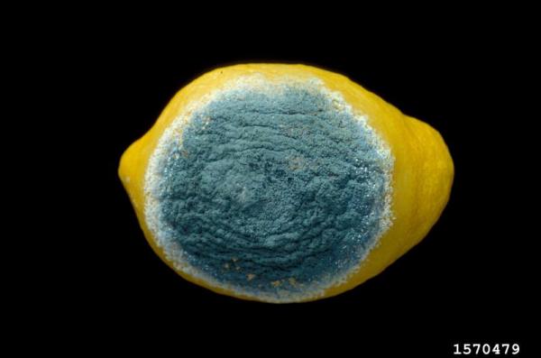 Blauschimmel-Penicillium italicum