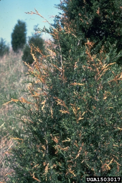 Zedern-Nadelbleiche-Didymascella thujina