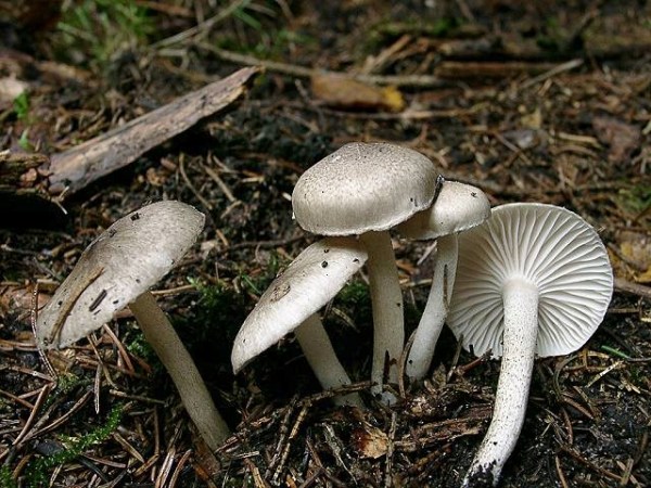 Schwarzpunktierter Schneckling-Hygrophorus pustulatus