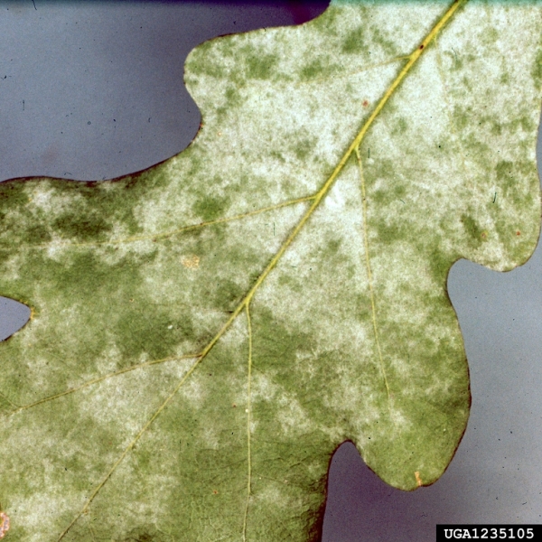 Eichenmehltau-Microsphaera alphitoides