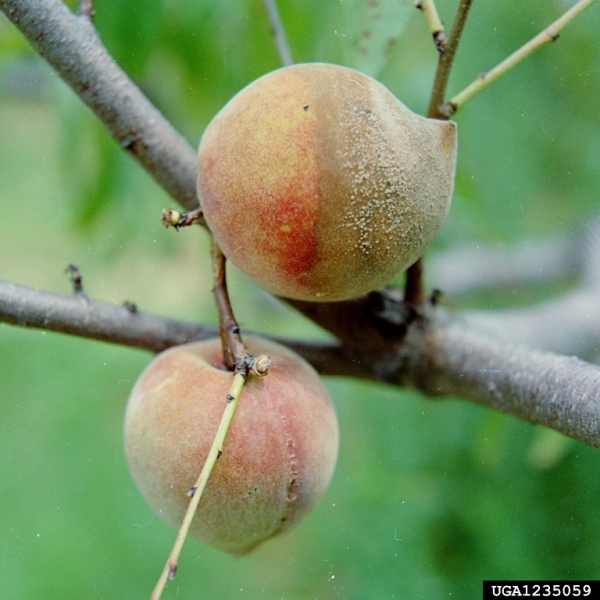 Faltiges Fruchtbecherchen-Monilinia fructicola