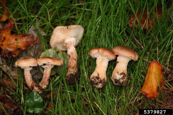 Keuliger Hallimasch-Armillaria cepistipes