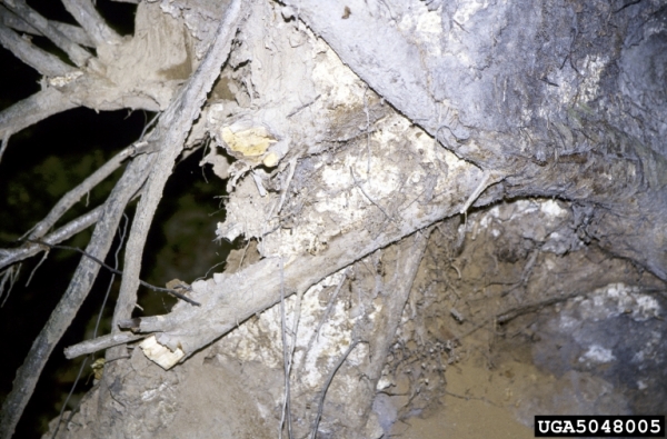 :-Scytinostroma galactinum