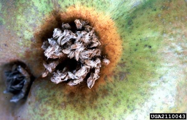 Birnengitterrost-Gymnosporangium sabinae