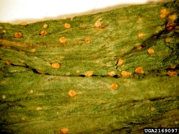 Schnittlauch-Rost-Puccinia allii
