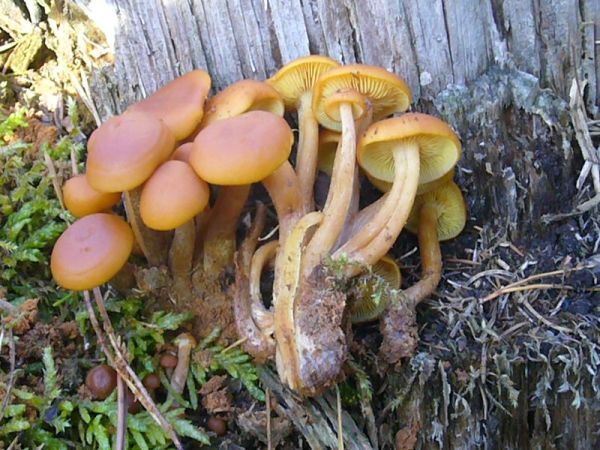 Rotbrauner Flämmling-Gymnopilus picreus