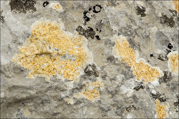 :-Caloplaca ochracea