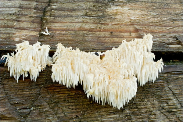 :-Hericium alpestre