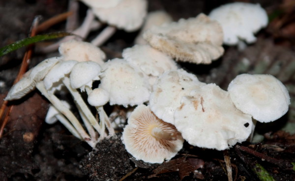 Weisser Mehlschirmling-Cystolepiota seminuda