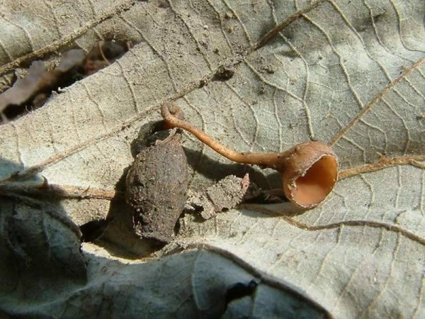 Weissdornfrucht-Becherling-Monilinia johnsonii
