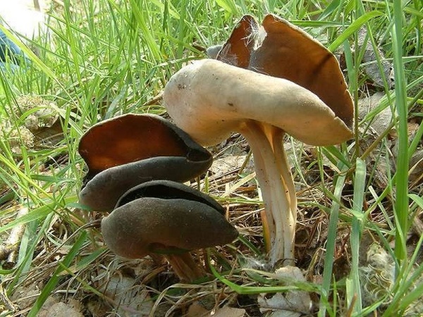 : Lorchel-Helvella queletii