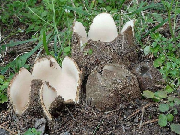 Zedern-Sandborstling-Geopora sumneriana