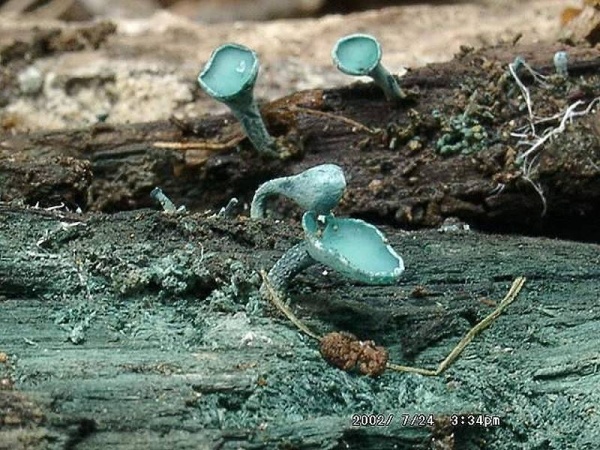 Kleinsporiger Grünspanbecherling-Chlorociboria aeruginascens