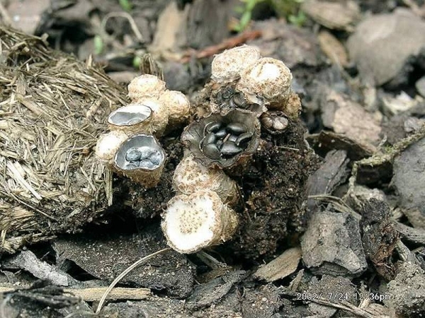 Dung-Teuerling-Cyathus stercoreus