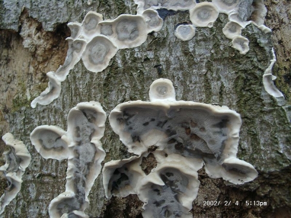 Angebrannter Rauchporling-Bjerkandera adusta