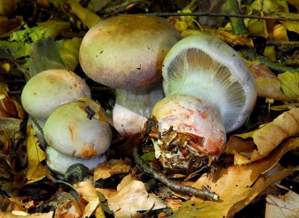Violettroter Klumpfuss-Cortinarius rufoolivaceus