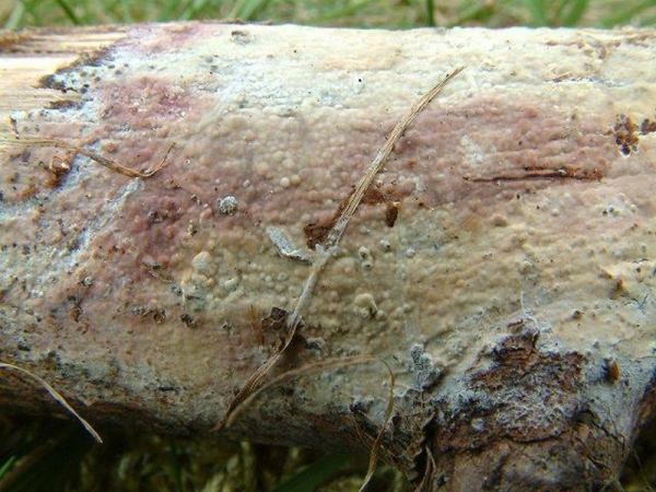 Rosafleckiger Rindenpilz-Hyphoderma roseocremeum