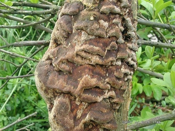 Muschelförmiger Feuerschwamm-Phellinus conchatus