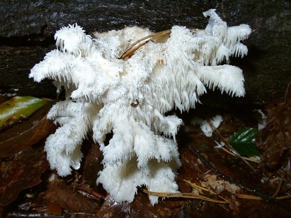 Ästiger Stachelbart-Hericium coralloides