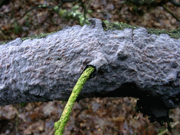 Eichen-Zystidenrindenpilz-Peniophora quercina