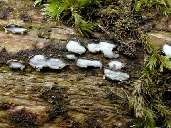 Grauweisses Holzscheibchen-Propolomyces versicolor