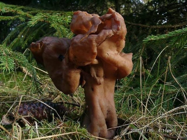 Bischofsmuetze-Gyromitra infula