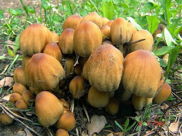 Weidentintling-Coprinellus truncorum