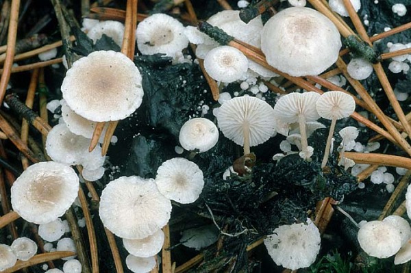 Seidiger Sklerotienrübling-Collybia cirrhata