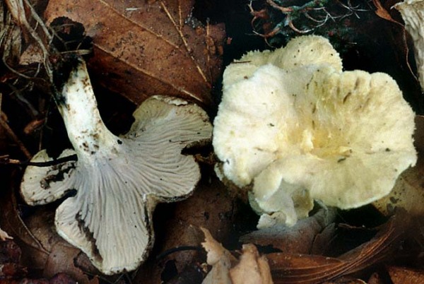 Schwärzender Pfifferling-Cantharellus melanoxeros