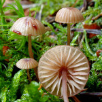 Purpurschneidiger Bluthelmling-Mycena sanguinolenta