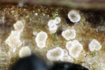 :-Unguiculella hamulata