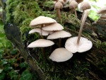 Rosablättriger Helmling-Mycena galericulata