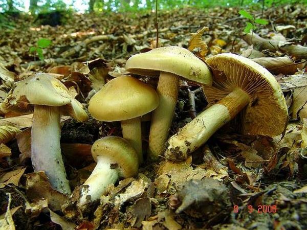Langstieliger Schleimfuss-Cortinarius lividoochraceus