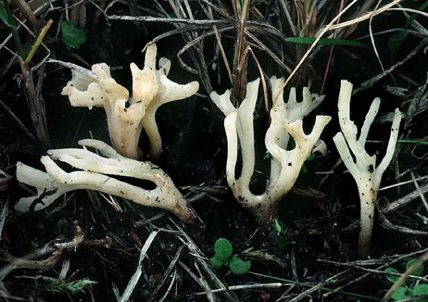 Zarte Wiesenkeule-Clavulinopsis subtilis