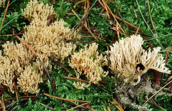 : Ramaria-Ramaria corrugata