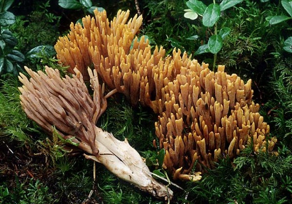 Ziegelgelbe Koralle-Ramaria testaceoflava