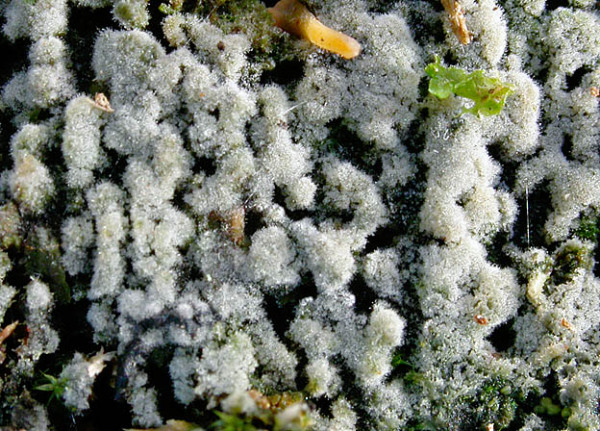 Ockerfarbiger Gelbsporrindenpilz-Jaapia ochroleuca