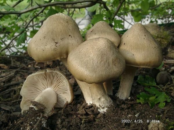 Schildrötling-Entoloma clypeatum