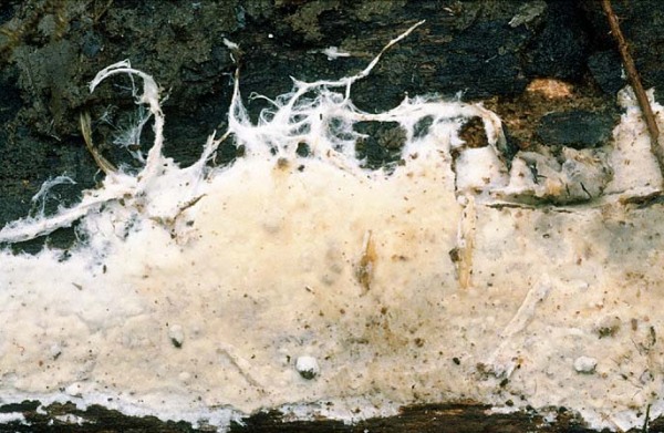 Samtigmatter Zystidenrindenpilz-Phanerochaete velutina