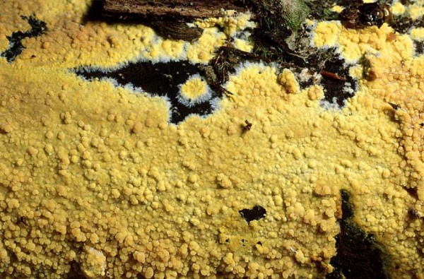Ockergelber Kammpilz-Phlebia subochracea