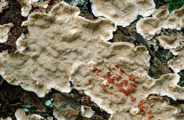 Rötender Runzel-Schichtpilz-Stereum rugosum
