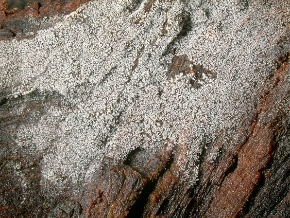Spindelsporige Hornbasidie-Thanatephorus fusisporus