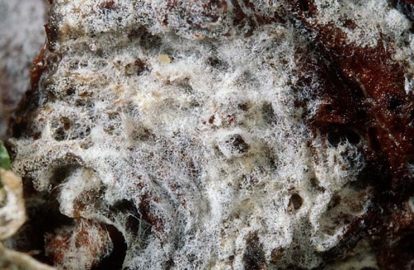 Faseriger Warzensporling-Tylospora fibrillosa