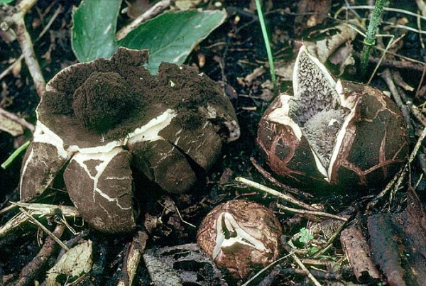 Schwarzköpfiger Haarstern-Geastrum melanocephalum