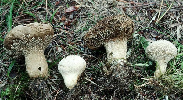 Rauher Stäubling-Lycoperdon pedicellatum
