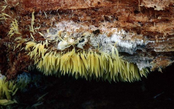: Pfriempilzchen-Mucronella flava