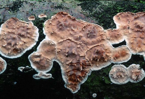 : Eocronartium-Eocronartium muscicola