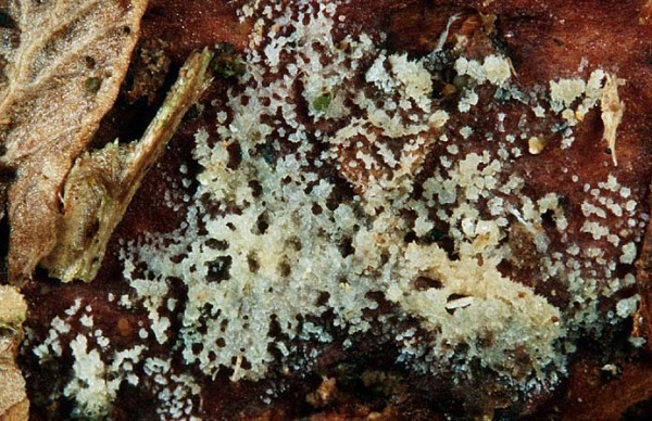 Stacheliger Zystidenkörnling-Stypella vermiformis
