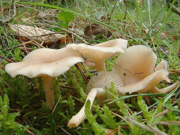 Langstieliger Dufttrichterling-Clitocybe fragrans